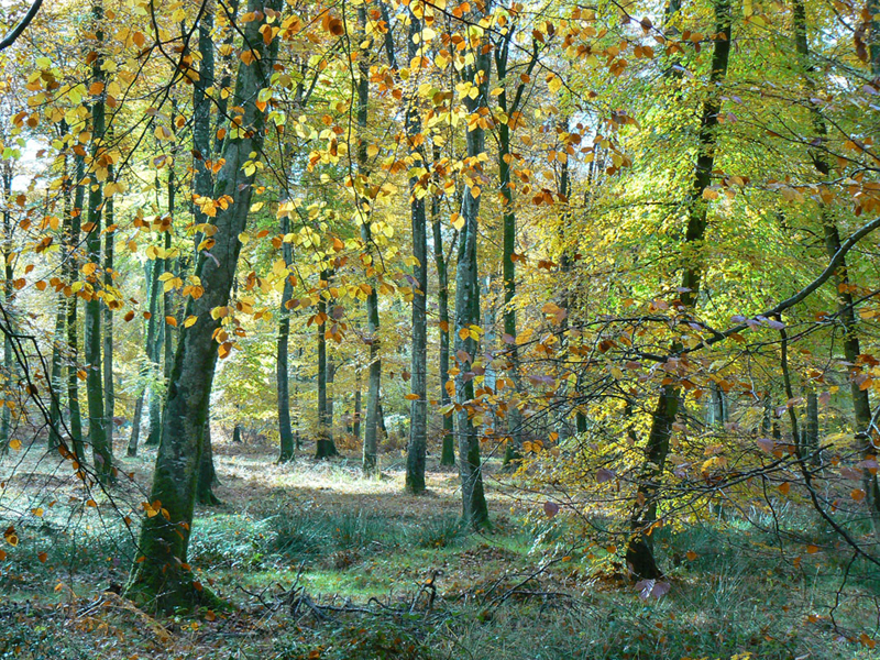 Forêt de Cerisy © DREAL BN