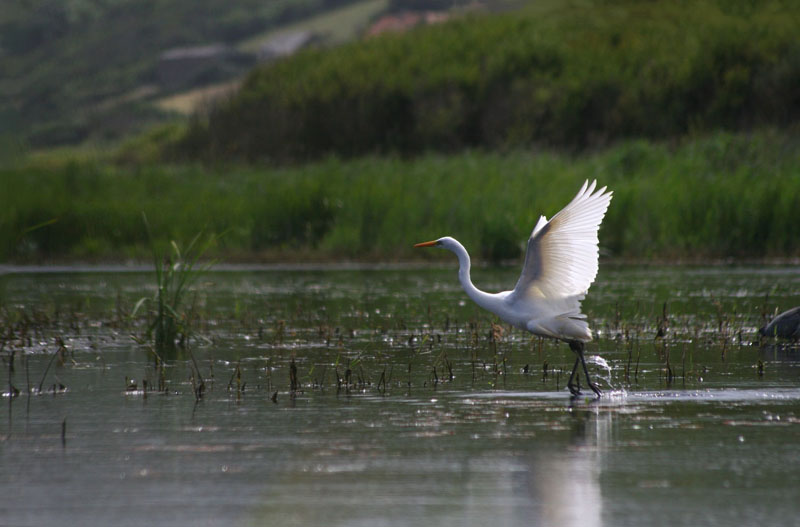 Grande aigrette © JLa