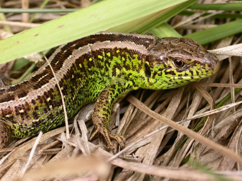Lézard des souches © P.O. Cochard