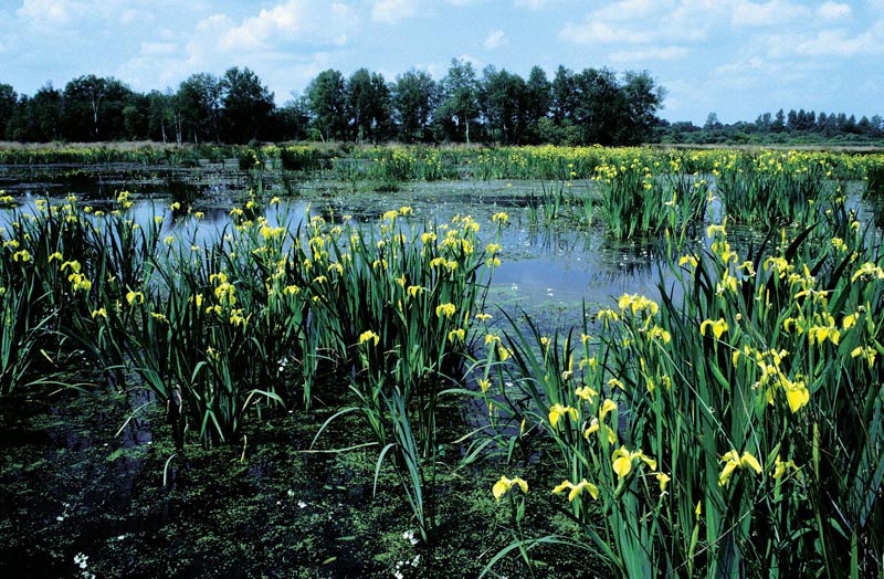 Marais du Grand Azé © Michel Chanu