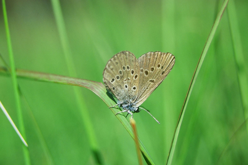 Azuré des mouillères © JF Szpigel