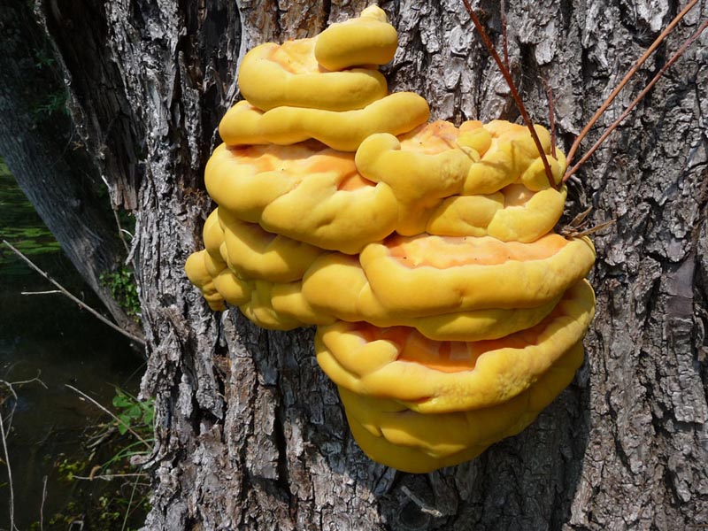 Polypore souffré © Denis Rungette