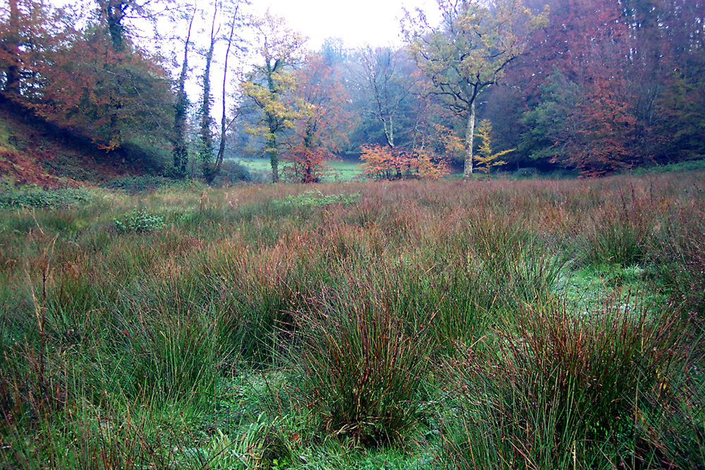 Prairie humide en fond de vallon © DREAL BN