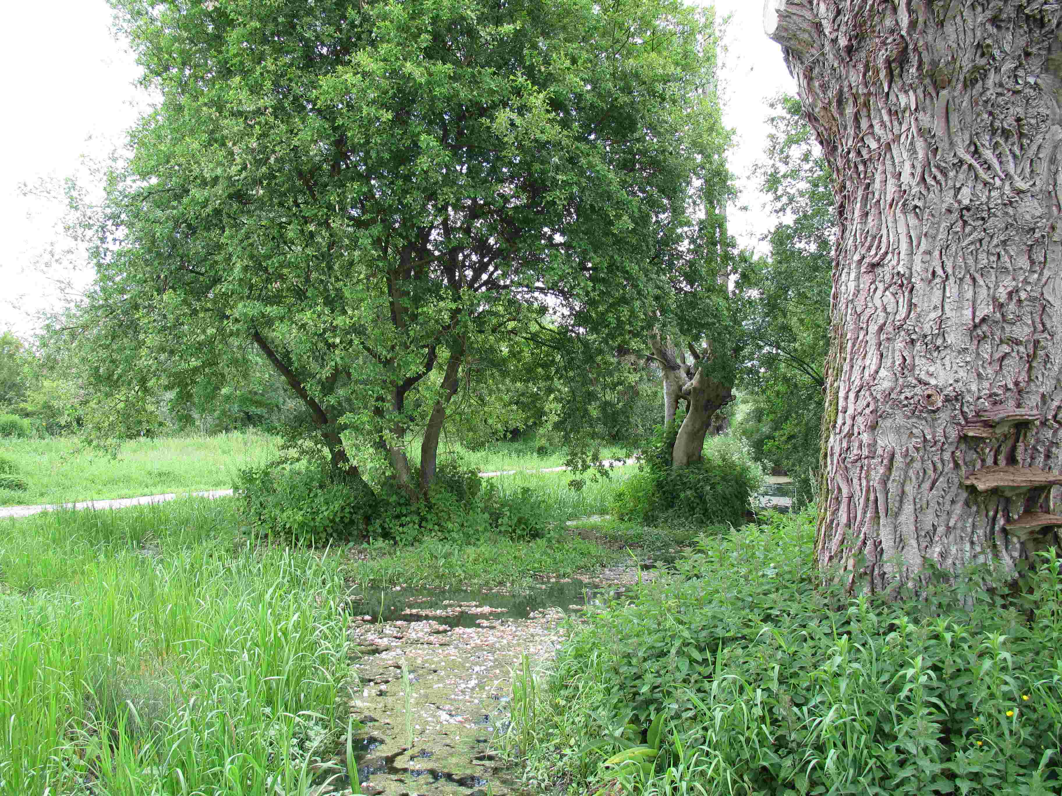 Promenade le long du ruisseau des Dardanettes